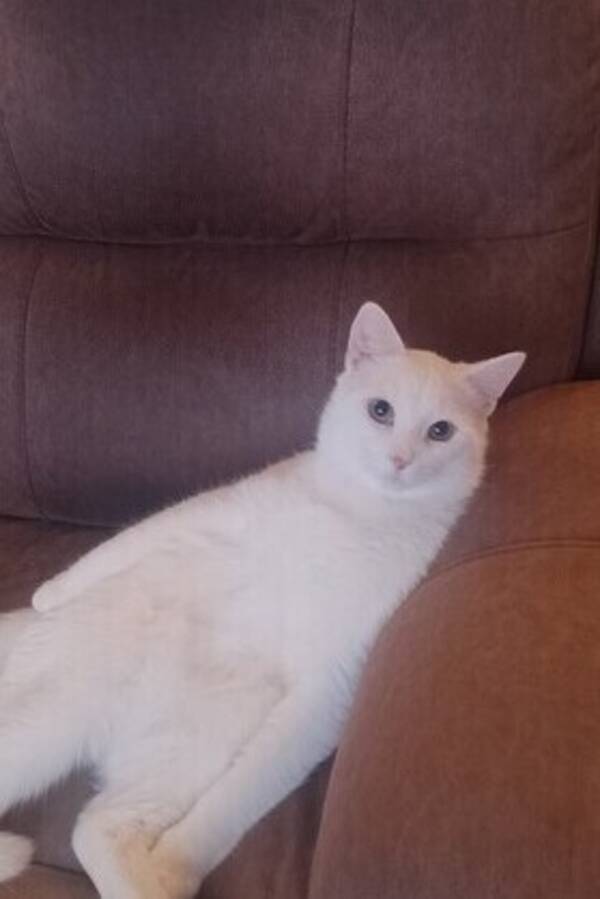 Katt - . Anakin skywalker hvit 