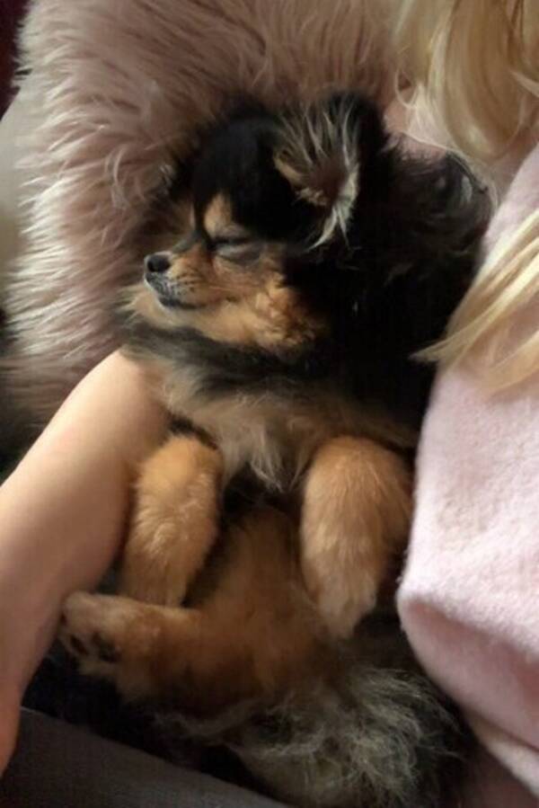 Hund - Victoria (Pomeranian)