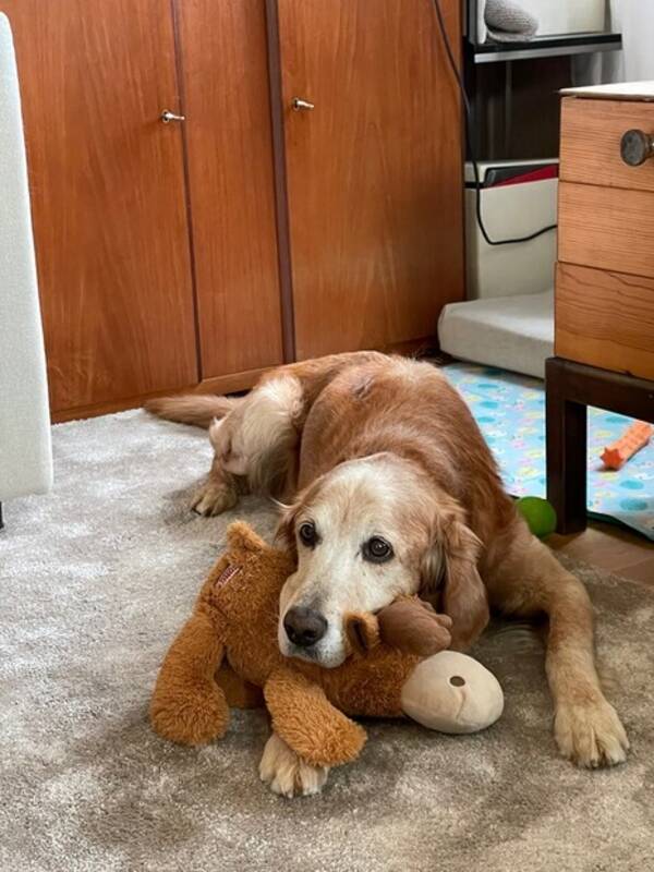 Hund - Golden retriever, sjefer og irsk setter