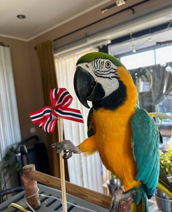 Annet - Ara pappegøye