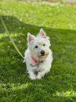 Westie Mika Westie Mika