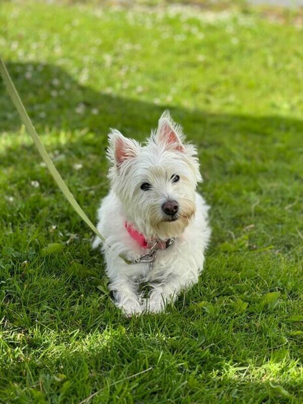 Hund - Westie Mika