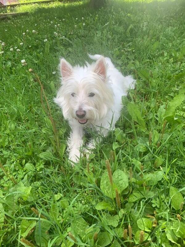 Hund - Westie Mika