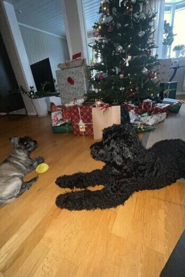 Hund - Godlendoodle Enzo