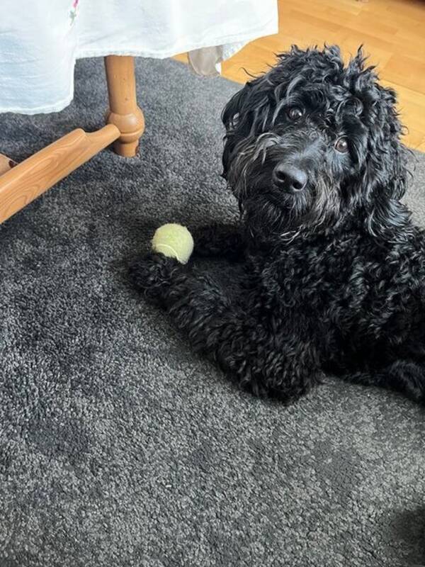 Hund - Godlendoodle Enzo