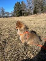 Pomchi Minnie Pomchi Minnie