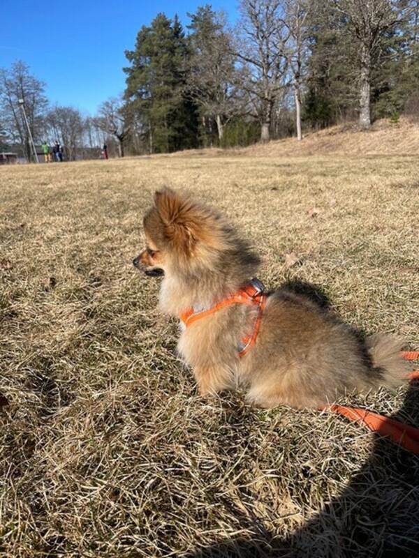 Hund - Pomchi Minnie