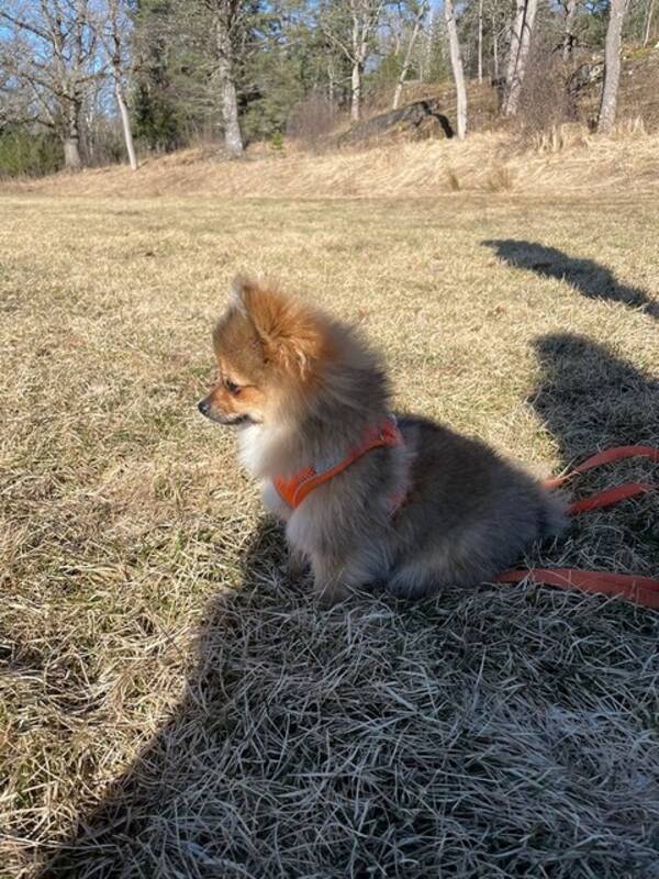 Hund - Pomchi Minnie