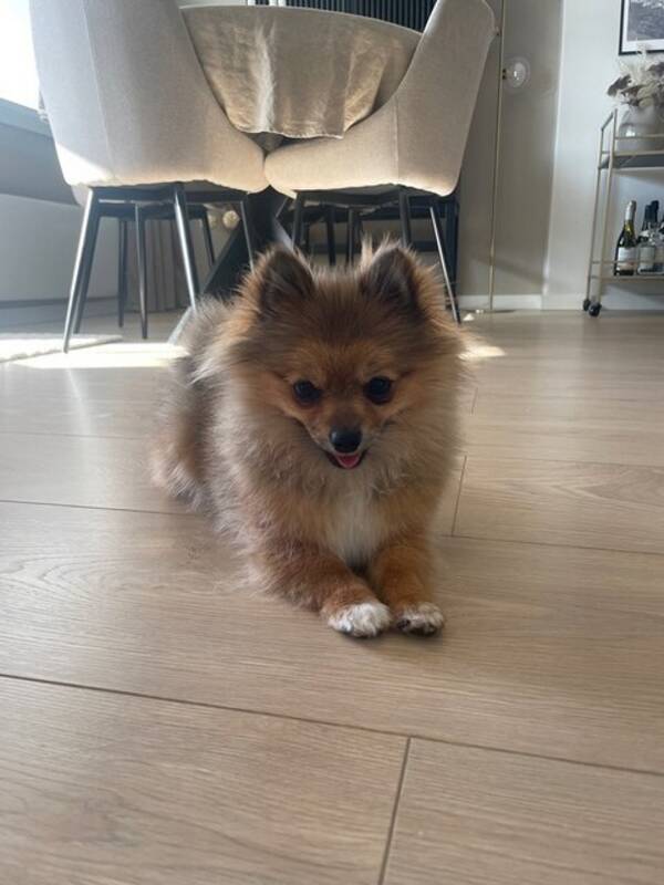 Hund - Pomchi Minnie