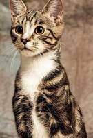 norsk skogkatt norsk skogkatt