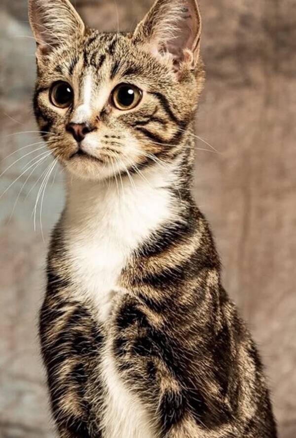 Katt - norsk skogkatt