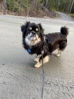 Tibetansk spaniel Tibetansk spaniel