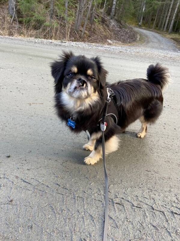 Hund - Tibetansk spaniel 
