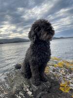 Mellompuddel Mellompuddel