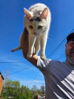 Enzo blandings katt Enzo blandings katt