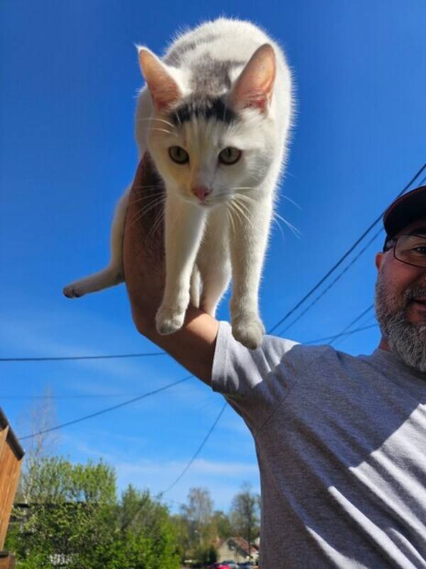 Katt - Enzo  blandings katt