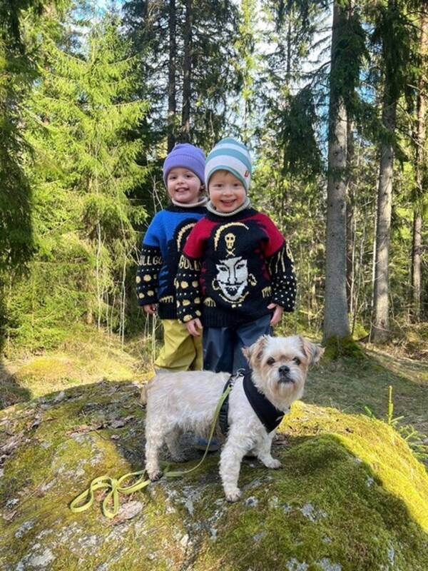 Hund - Shihtzhu chihuahua blanding