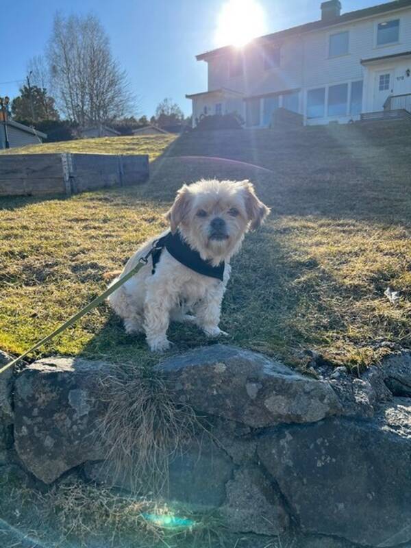 Hund - Shihtzhu chihuahua blanding