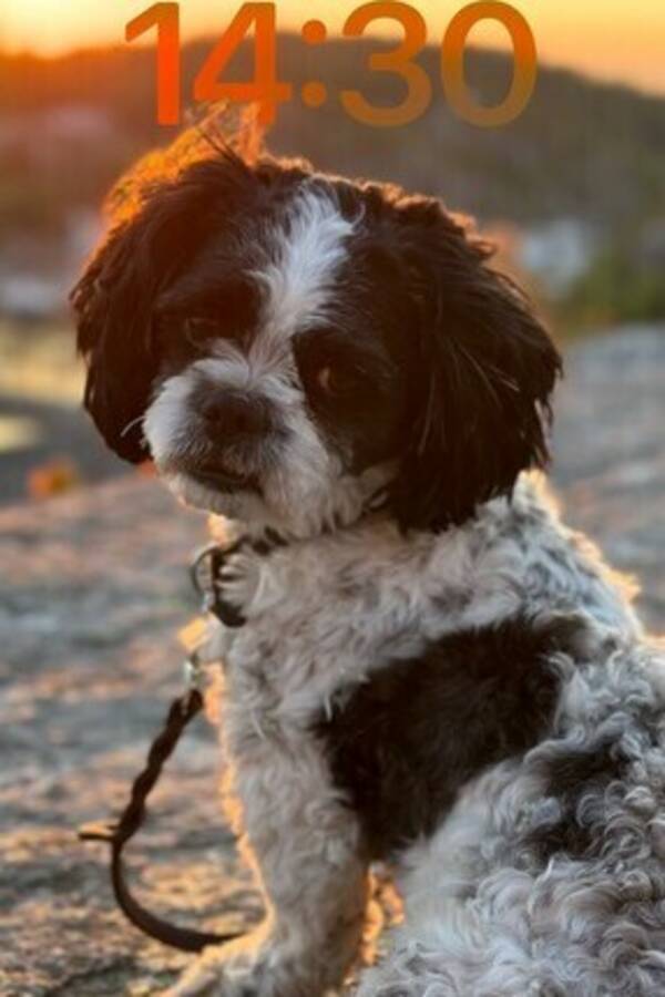 Hund - Shih tzu