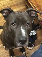 Tøff Hund Tøff Hund