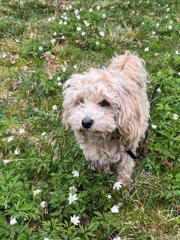 Hund - Maltipoo Max 