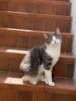 Katt Whiskas Katt Whiskas