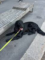 Flat Coated Retrievier Flat Coated Retrievier