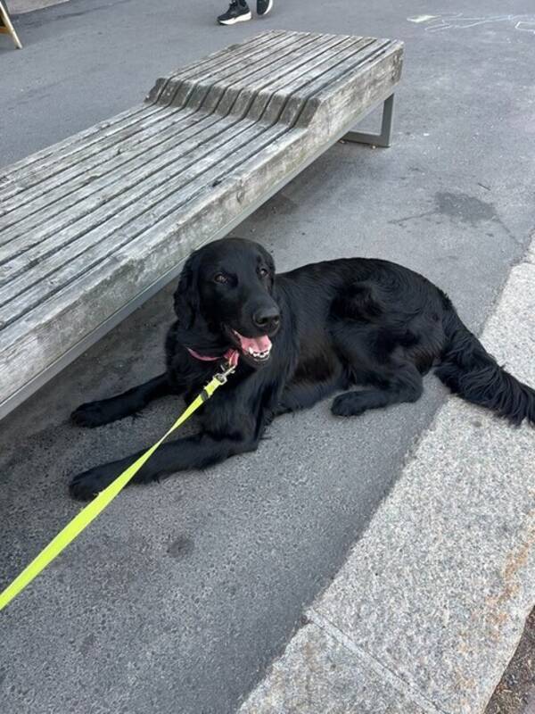 Hund - Flat Coated Retrievier