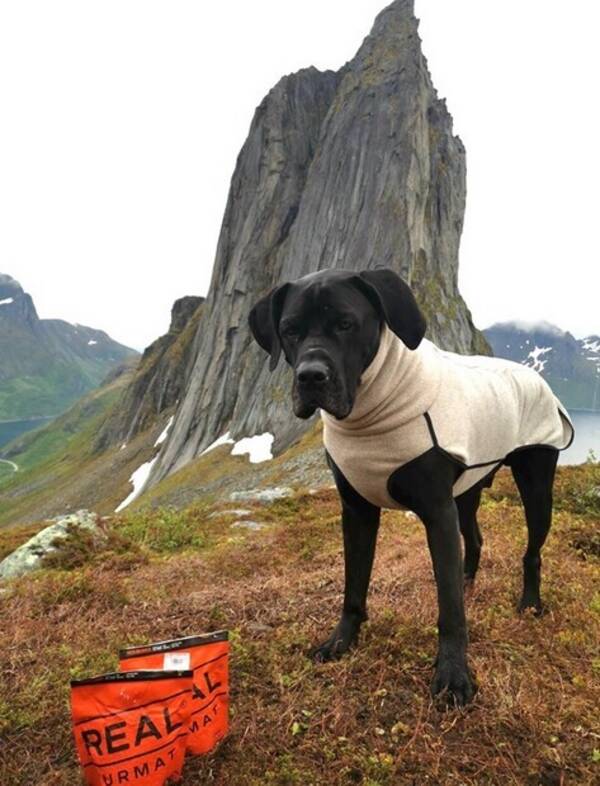 Hund - Mastiffen Baayo 