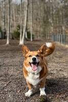 Corgi Corgi