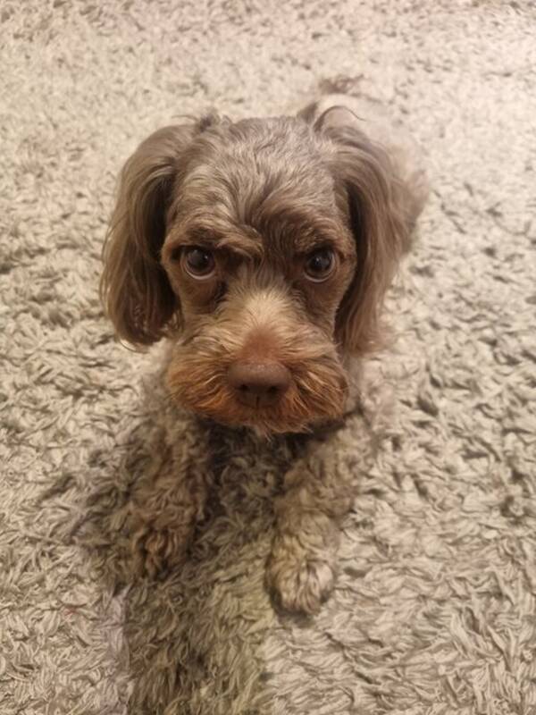 Hund - BOLONKA (Belle)