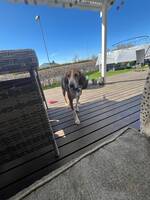 Hameltonsdøver Hameltonsdøver