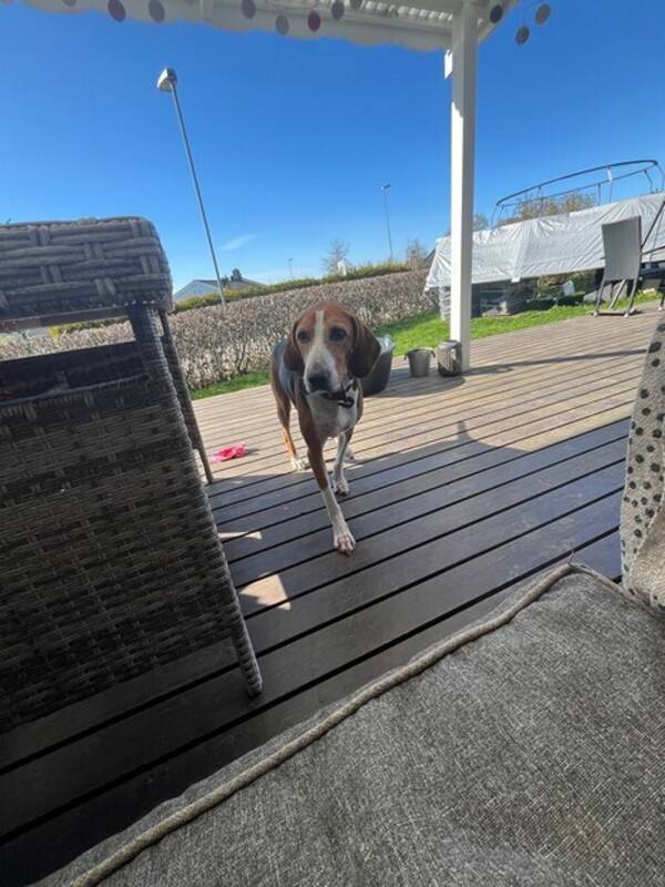 Hund - Hameltonsdøver 