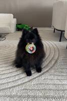 Klein Spitz - Ida Helene Klein Spitz - Ida Helene