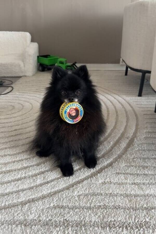 Hund - Klein Spitz - Ida Helene