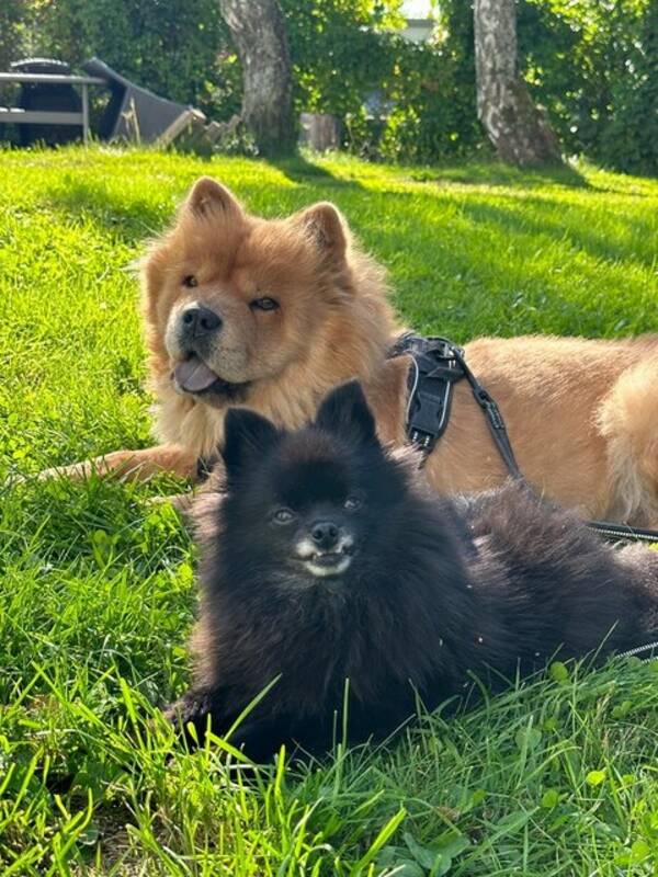 Hund - Klein Spitz - Ida Helene