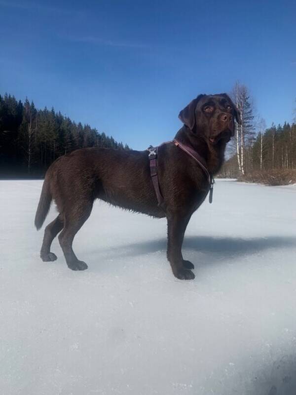 Hund - Flora labrador 