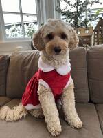 Cobberdog Lydia Cobberdog Lydia