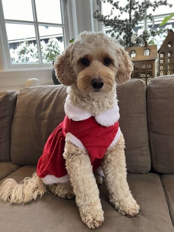 Hund - Cobberdog Lydia 