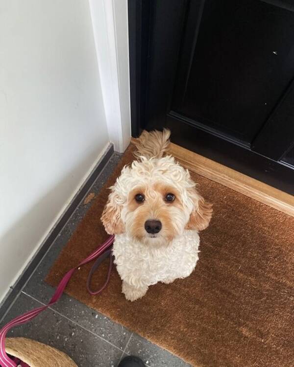 Hund - Cobberdog Lydia 