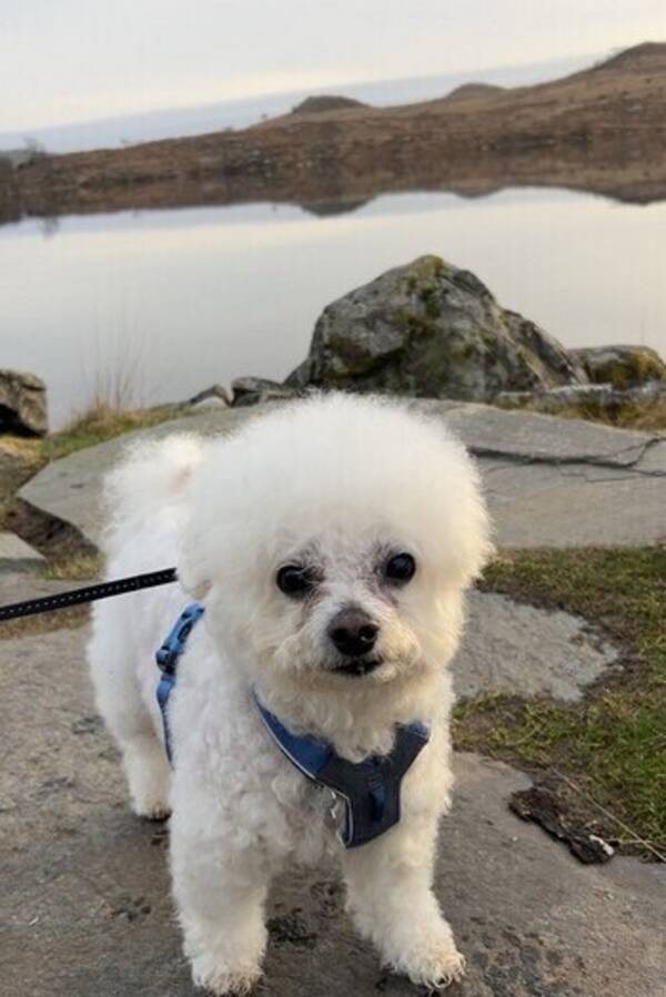 Hund - Bichon frise hann 11 år