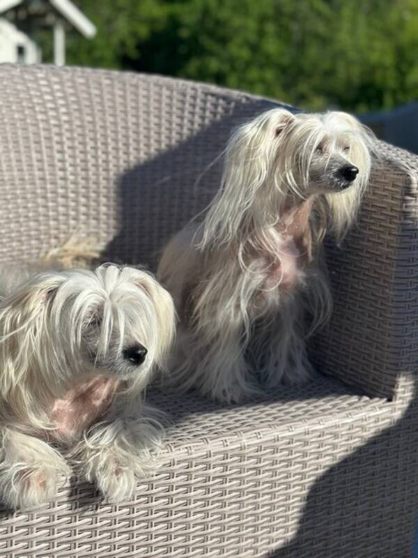 Hund - Kinesisk nakenhund Pia og Lykke