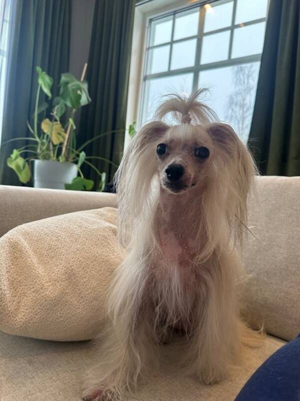 Hund - Kinesisk nakenhund Pia og Lykke