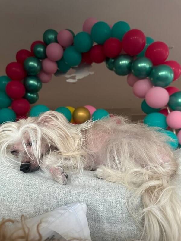 Hund - Kinesisk nakenhund Pia og Lykke