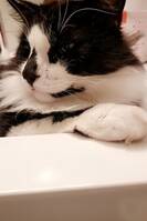 Pusen Mjaumjau Pusen Mjaumjau