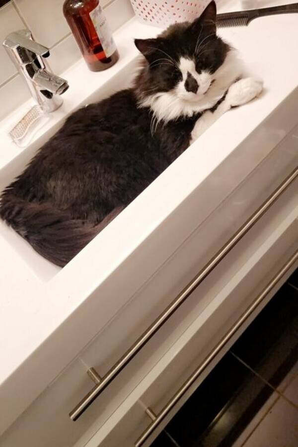 Katt - Pusen Mjaumjau