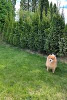 Pomeranian Pomeranian
