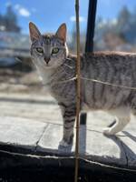Katt