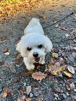 Malteseren Lykke Malteseren Lykke