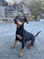 Dvergpincher, (Lille) My Dvergpincher, (Lille) My